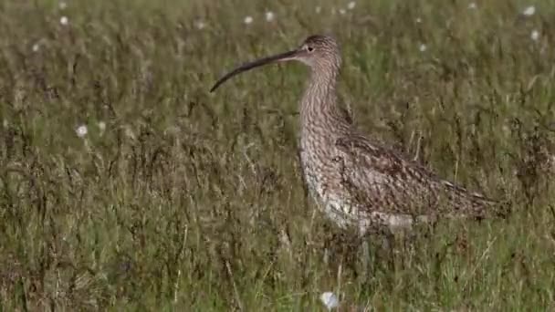 Eurasian Curlew Close Standing Tall Grass Blowing Wind — Stok video