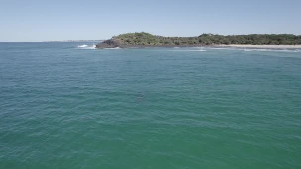 Group Bottlenose Dolphins Swimming Fingal Headland Nsw Australia Aerial Drone – stockvideo