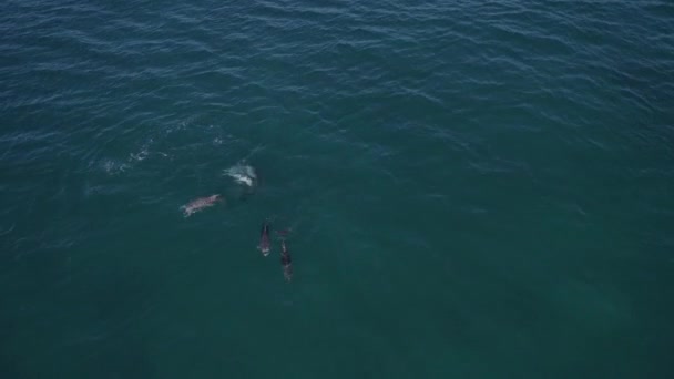 Group Bottlenose Dolphins Swim Scenic Seascape Tasman Sea Nsw Australia — стокове відео