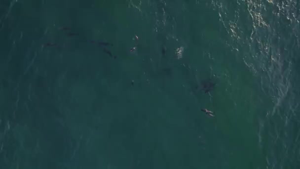 Top View Pod Bottlenose Dolphins Swimming Tasman Sea Daytime Drone — 비디오