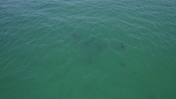 Swimming Bottlenose Dolphins Tasman Sea Daytime Aerial Drone Shot — Video Stock