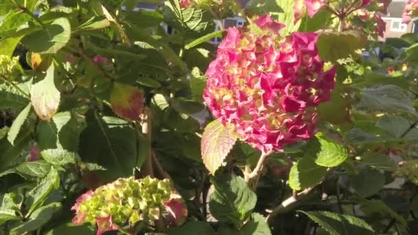 Close Head Pink French Hydrangea Swaying Breezein English Cottage Garden — Wideo stockowe
