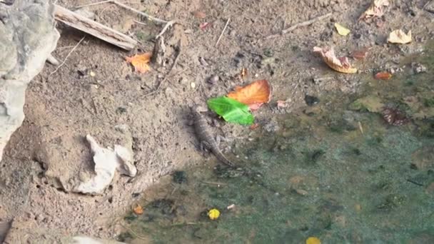 Malay Monitor Lizard Looking Food Land Water — Αρχείο Βίντεο
