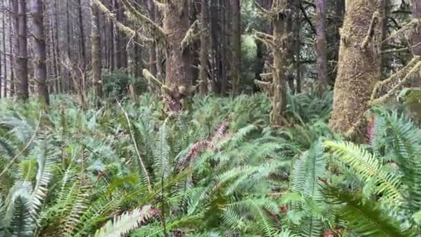Enchanted Magic Forest Oregon Lush Ferns Mossy Trees — Vídeo de Stock