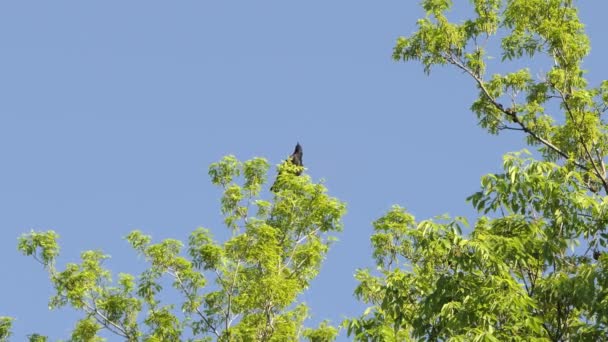 Low Angle Shot Black Raven Perched Top Tree Hot Summer — 비디오