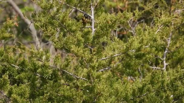 Yellow Migratory Spotted Birds Pointe Pelee Ontario Canada — Vídeo de Stock