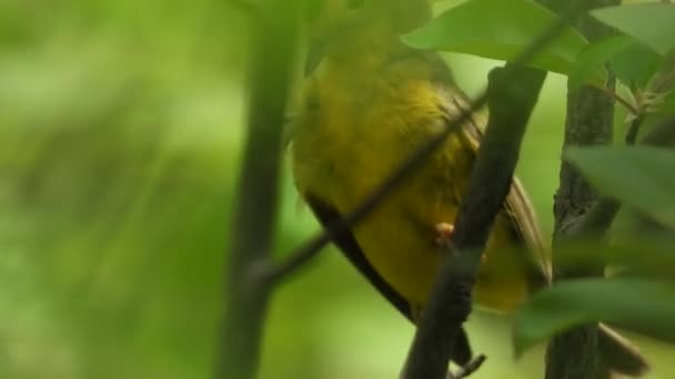 Postřelen Wilsonovým Slavíkem Sedícím Větvi Stromu Čistícím Žluté Peří Zelené — Stock video