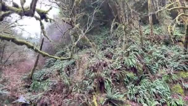 Ferns Mossy Trees Oregon Forest Drive Shot — Vídeo de Stock