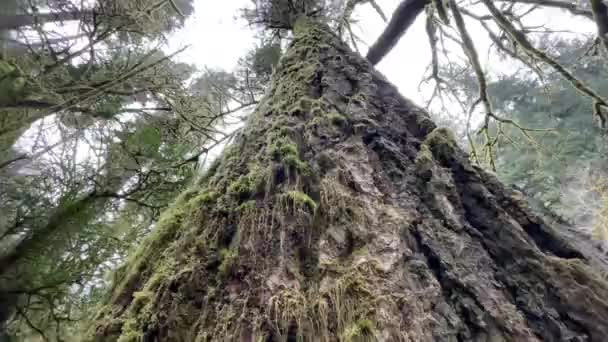 Huge Moss Covered Old Growth Tree Oregon Forest Closeup Tilt — Vídeos de Stock