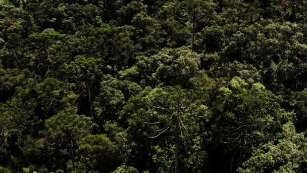 Δέντρα Θέα Της Φύσης Εναέρια Drone Πλάνο Πλάνα — Αρχείο Βίντεο