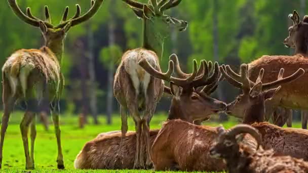 Motion Timelapse Herd Red Deer Stags Field Close — Stok video
