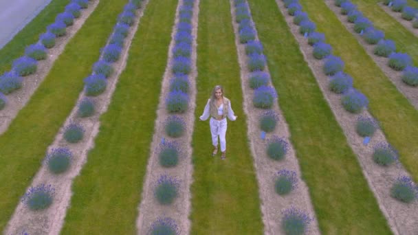 Aerial Revel Young Women Lavender Field Summer Day — Vídeo de Stock