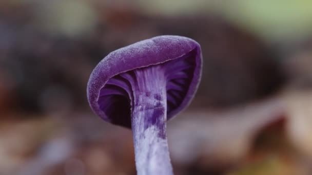 Beautiful Purple Mushroom Grow Forest Isolated Macro Copy Space — Vídeo de Stock