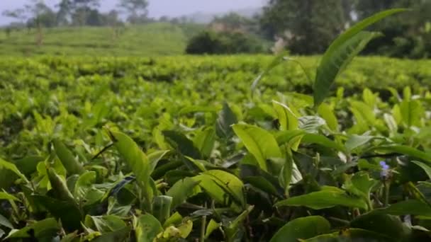 Young Green Fresh Tea Leaves Tea Bush Close Tea Plantations — Vídeo de Stock