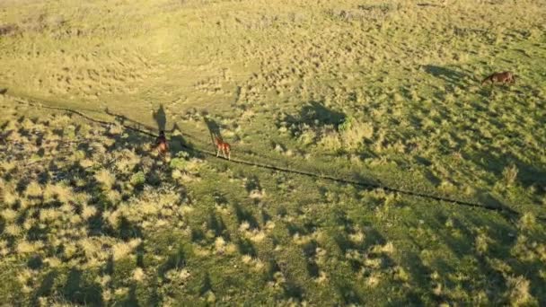 Foal Gallops Freely While His Mother Keeps Close Eye Him — Stockvideo