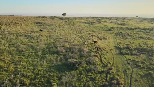 Horses Walking Field Morning Aerial Tracking Them — 비디오