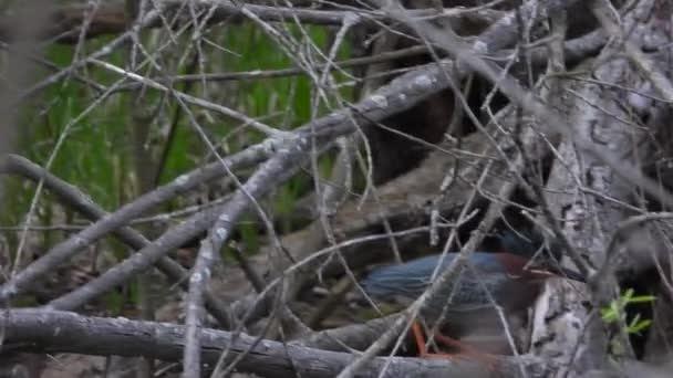 Green Heron Branches Twigs Handheld Shot — Video
