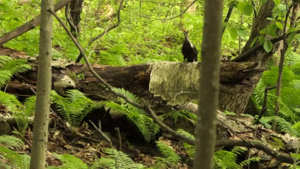 Beautiful Bird Hopping Forrest Spring Bird Migration Ontario Canada Flying — Stock Video