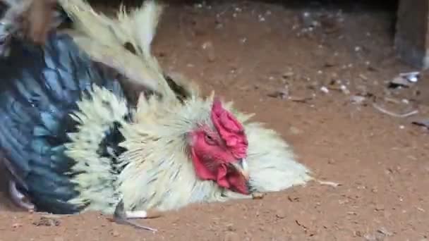 Black Red White Roosters Bathe Dusty Ground — Vídeo de Stock