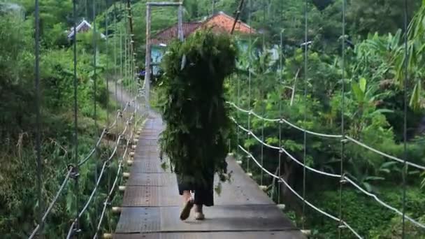 Suspension Bridge River Old Man Crossing Morning Sukabumi West Java — Vídeos de Stock