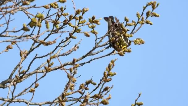 Blackburnian Warbler Perched Twigs Blue Sky Low Angle — Stockvideo