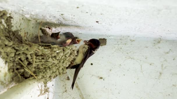 Swallow Female Feeding Little Baby Birds Ceiling Nest Hirundo Rustica — Stockvideo