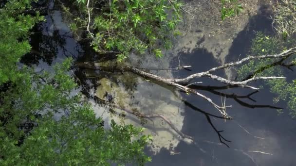 Nmme River Beginning Springs Ntu Estonia — Stockvideo