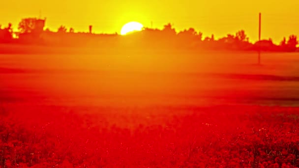 Bright Orange Sunset Shining Red Poppy Fields Timelapse — Vídeo de Stock