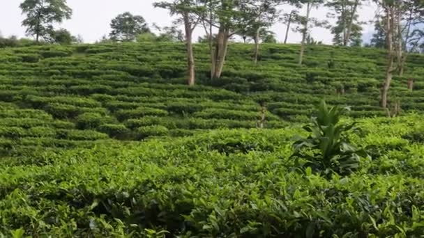 Young Green Fresh Tea Leaves Tea Bush Close Tea Plantations — Stock video