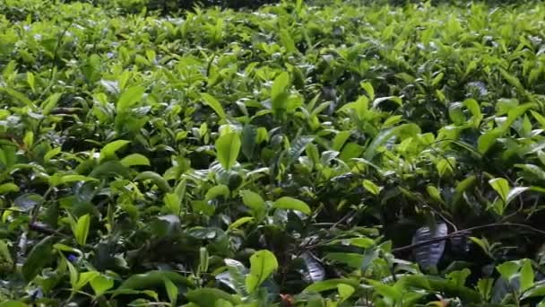 Молоде Зелене Свіже Чайне Листя Біля Чайного Куща Чайні Плантації — стокове відео