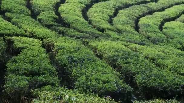 Молоде Зелене Свіже Чайне Листя Біля Чайного Куща Чайні Плантації — стокове відео