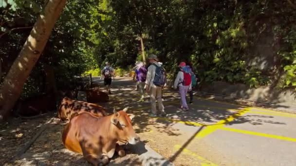 4K固定镜头 一群棕色奶牛躺在人行道上休息 同时被游客和过路人盯着 他们躲在树下利用树阴 — 图库视频影像