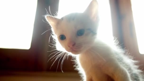 Low Angle View Cute Little Curious White Kitten Cat Handheld — 图库视频影像