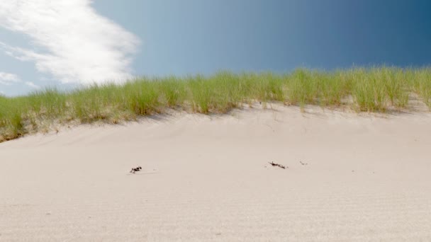 Green Spiky Tufts Marram Grass Ammophila Species Growing Sand Dunes — Stock video