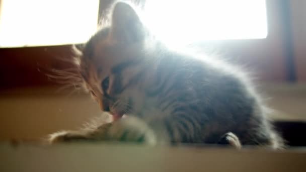 可爱的小老虎 带条纹的小猫 整天用手舔爪子 — 图库视频影像