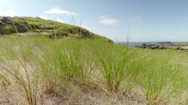 Shallow Depth Field Green Tufts Marram Grass Ammophila Species Growing — Stockvideo