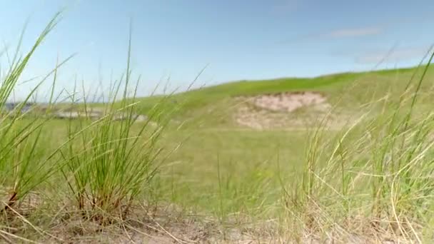 Vue Rapprochée Touffes Vertes Épineuses Herbes Marram Espèces Ammophila Poussant — Video