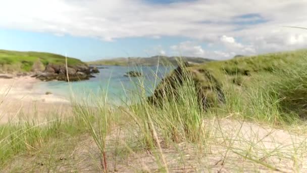 Pozemní Pohled Ostře Zelenou Chomáče Marram Trávy Ammophila Druhů Rostoucí — Stock video