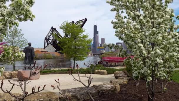 春光明媚的白树盛开在春光明媚的城市公园 — 图库视频影像