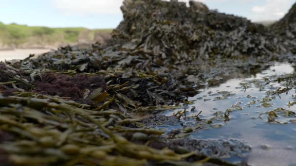 Slow Panning Shot Shallow Depth Field Looks Reflective Rock Pool — Stock Video