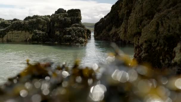 Ocean Swell Steadily Builds Ebb Flow Crystal Clear Sea Water — Stock Video