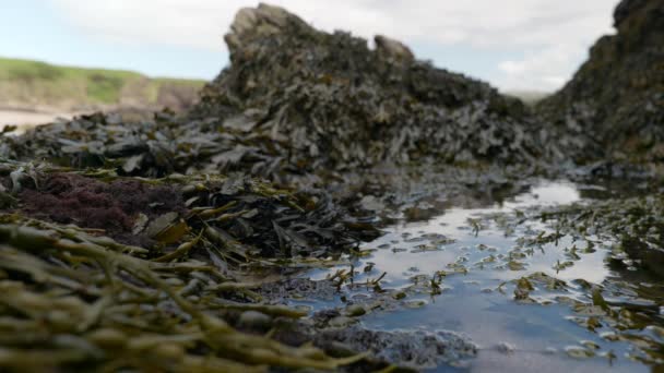 Shallow Depth Field Looks Small Still Reflective Rock Pool Seawater — Αρχείο Βίντεο