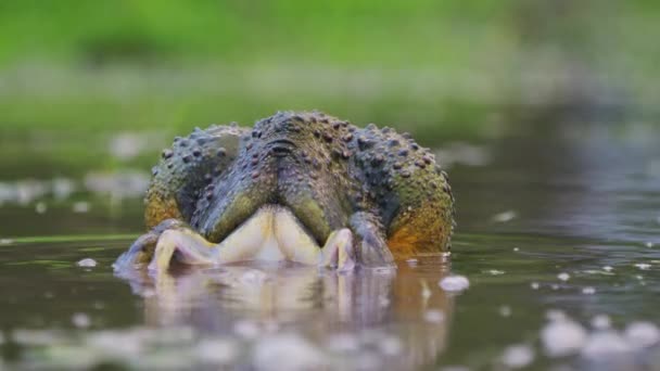 African Bullfrog Mating Breeding Pond Rainy Season Central Kalahari Botswana — Stock Video