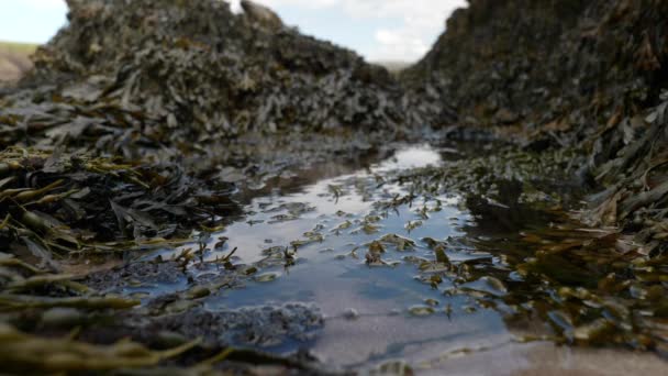 Shallow Depth Field Looks Out Small Still Reflective Rock Pool — Stock Video