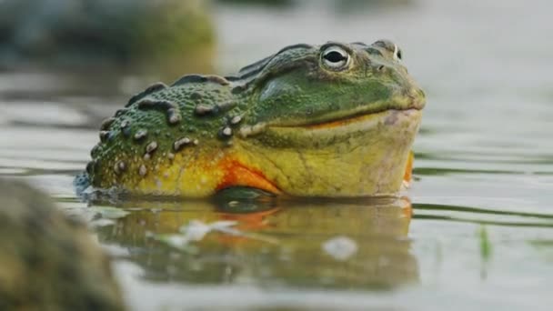 Closeup Shot African Bullfrog Sitting Peacefully Shallow Pond Central Kalahari — Stockvideo