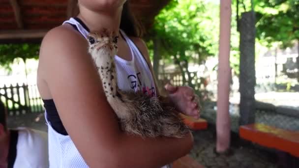 Ostrich Hatchling Child Lap — Vídeos de Stock