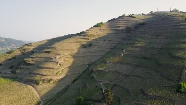 世界で最も有名なワインの一つであるエルミタージュの丘 空中ドローン — ストック動画
