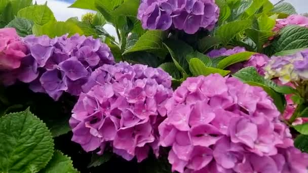 Beautiful Shot Hydrangea Flowers Shot Made Located Villa Moya Gran — Vídeos de Stock