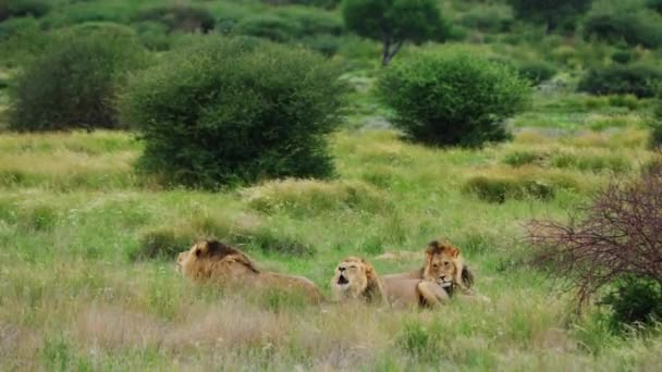 Duma Trzech Dorosłych Lwów Odpoczywających Łąkach Central Parku Narodowym Kalahari — Wideo stockowe