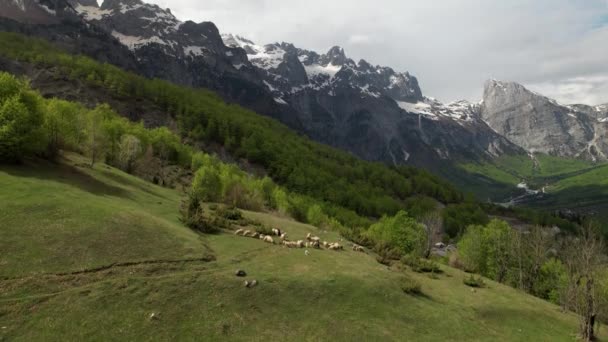 Heard Sheep Grazing Meadow Mountains Alpine Panorama — Vídeos de Stock